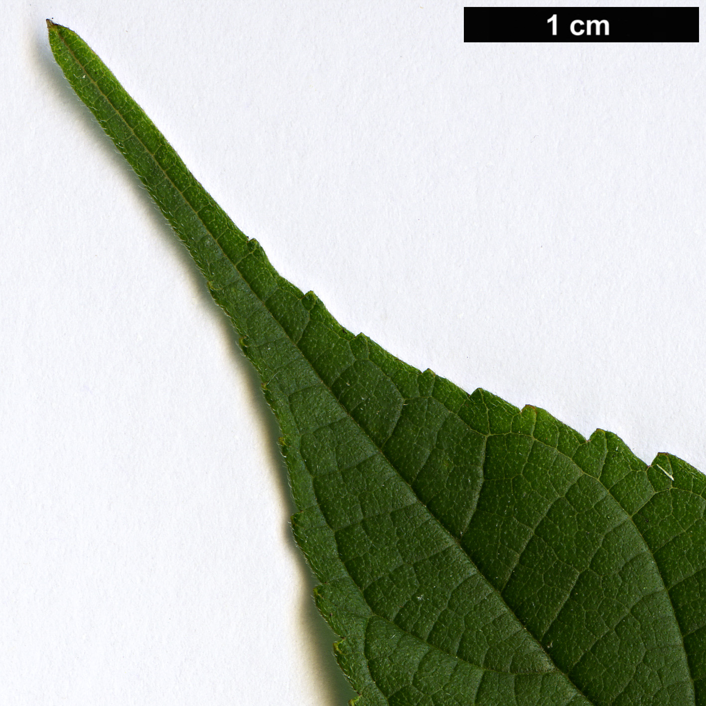 High resolution image: Family: Moraceae - Genus: Broussonetia - Taxon: ×kazinoki (B.monoica × B.papyrifera)